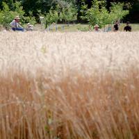 « Fête de la Moisson » des souvenirs et des traditions, floirac