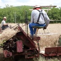 « Fête de la Moisson » des souvenirs et des traditions, floirac